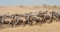 Line of Wildebeest running along the Plains, motion blur showing leg movement