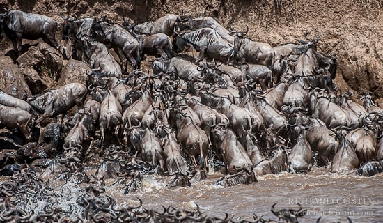 Wildebeest crossing chaos
