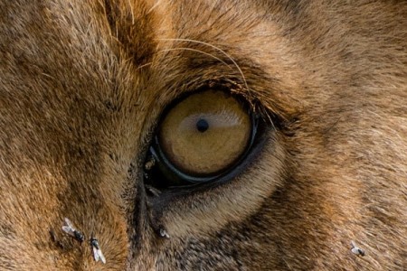Africa 2012 Live Diary: DAY 6 D800 thoughts