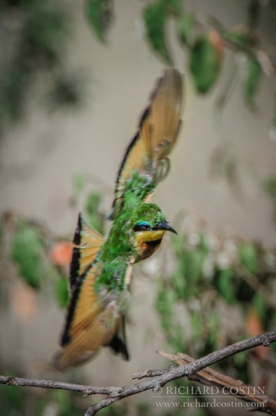 richard_costin_wildlife_photographer_blog_AfricaLive_01_MM10355.jpg Richard costin wildlife photographer blog AfricaLive 01 MM10355