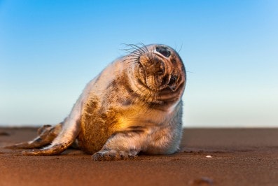 Grey Seal pup at sunrise