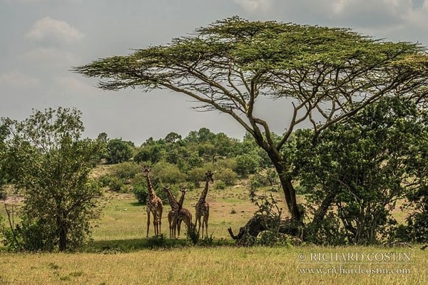 R Costin Africa Live blog 2014 day 01 01