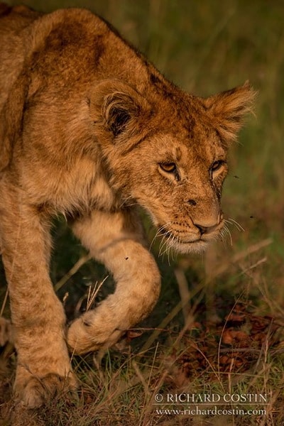 R Costin Africa Live blog 2014 day 01 02