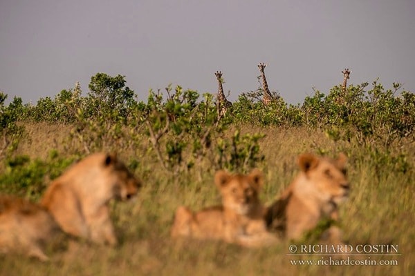 R Costin Africa Live blog 2014 day 01 05