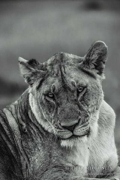 R Costin Africa Live blog 2014 day 01 10