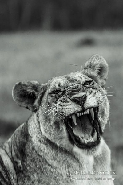 R Costin Africa Live blog 2014 day 01 11
