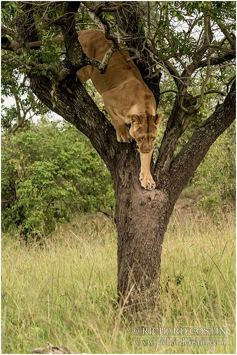 RichCostin AfricaLiveBlog 2014a 02 0009