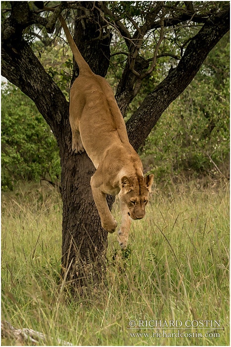 RichCostin AfricaLiveBlog 2014a 02 0010