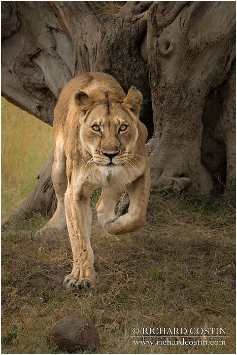 RichCostin AfricaLiveBlog 2014a 03 0030