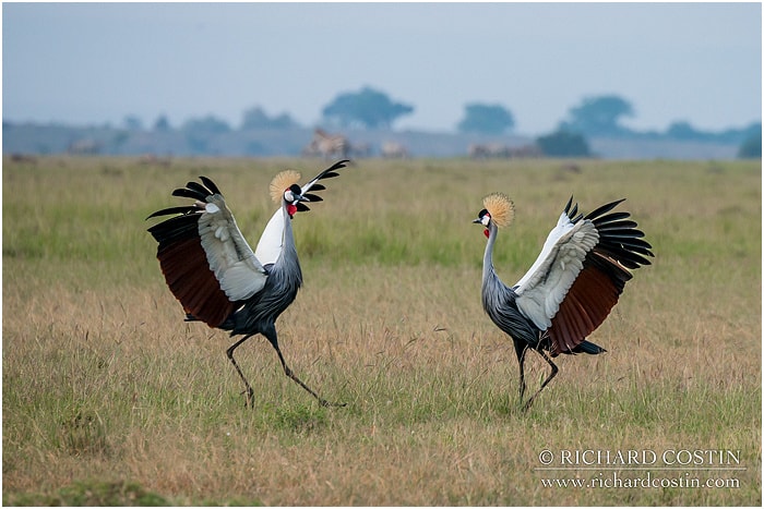 RichCostin_AfricaLiveBlog_2014a_04___0006