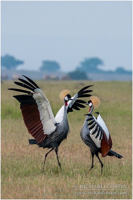 RichCostin_AfricaLiveBlog_2014a_04___0007