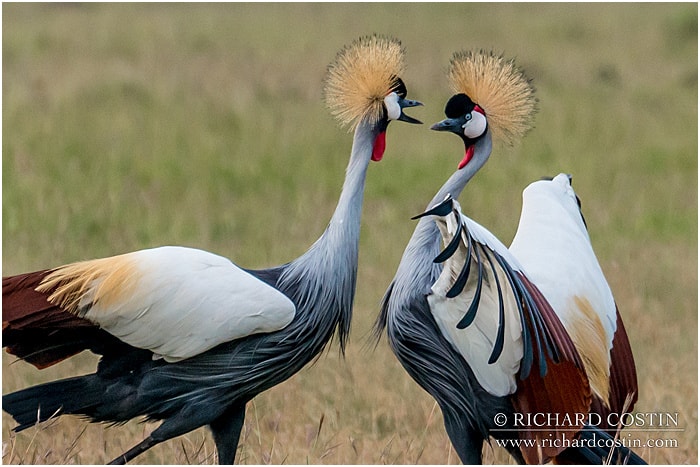 RichCostin_AfricaLiveBlog_2014a_04___0008