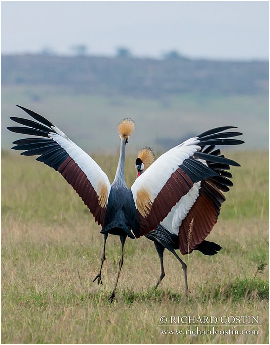 RichCostin_AfricaLiveBlog_2014a_04___0009