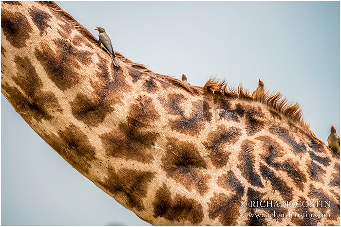 RichCostin_AfricaLiveBlog_2014a_04___0015