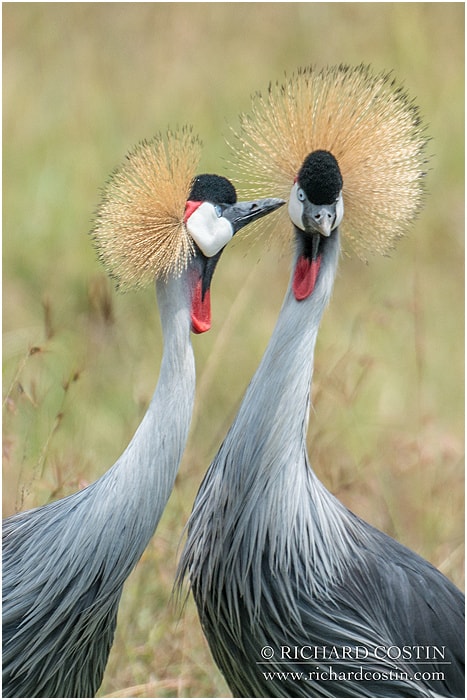 RichCostin_AfricaLiveBlog_2014a_04___0016