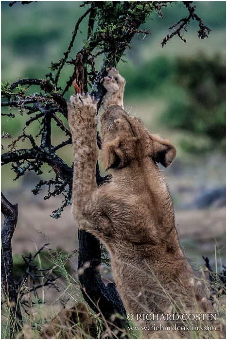 RichCostin_AfricaLiveBlog_2014a_05___0032