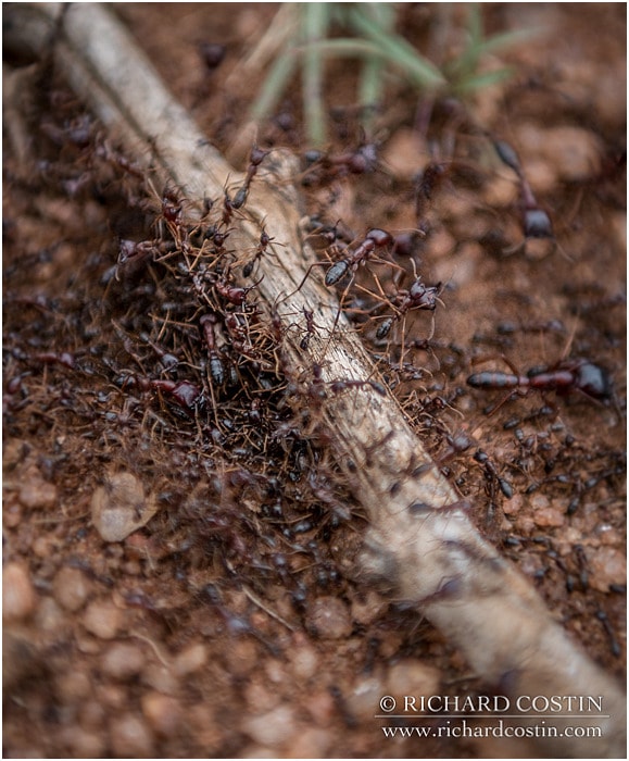 RichCostin_AfricaLiveBlog_2014a_07___0008