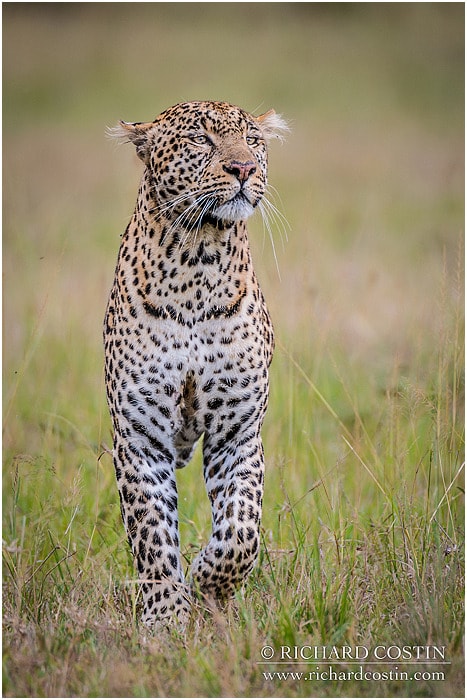 RichCostin_AfricaLiveBlog_2014a_07___0010