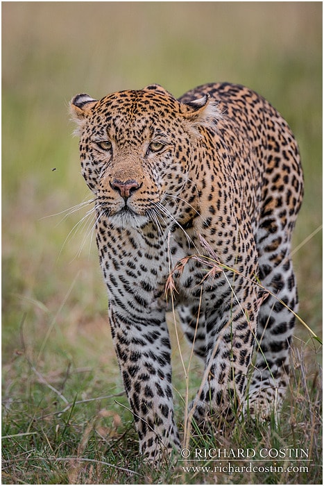 RichCostin_AfricaLiveBlog_2014a_07___0011