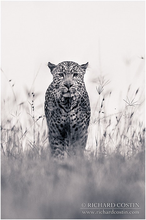 RichCostin_AfricaLiveBlog_2014a_07___0012