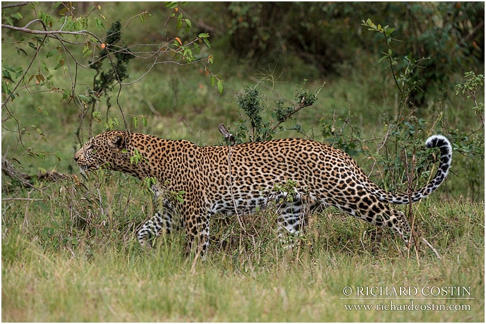 RichCostin_AfricaLiveBlog_2014a_07___0015