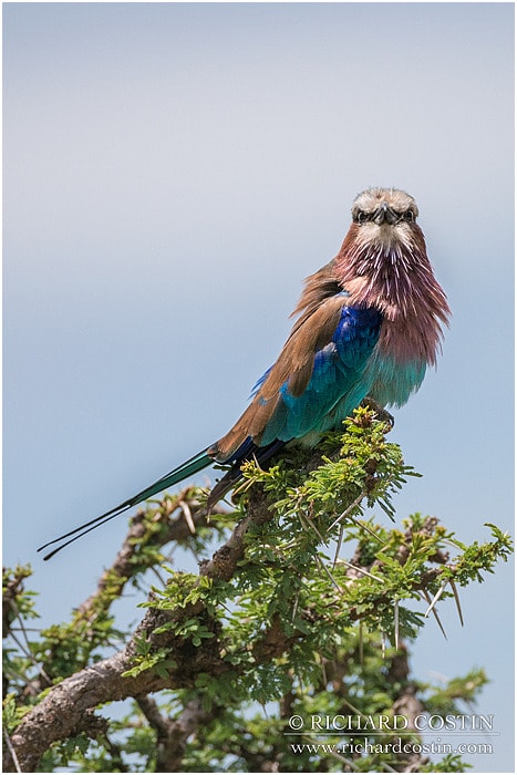 RichCostin_AfricaLiveBlog_2014a_07___0018