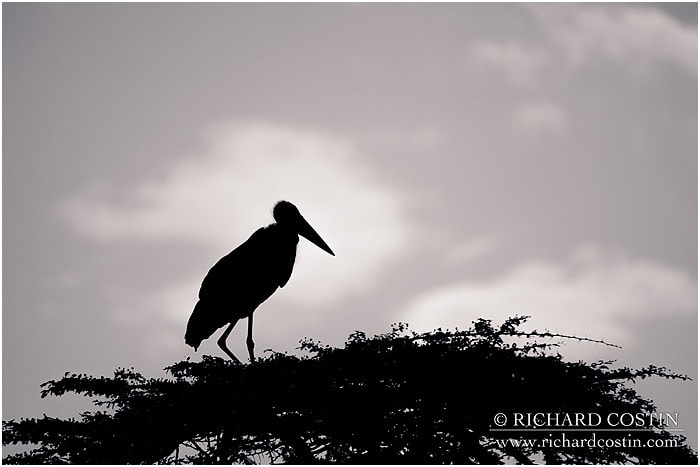 RichCostin_AfricaLiveBlog_2014a_07___0019
