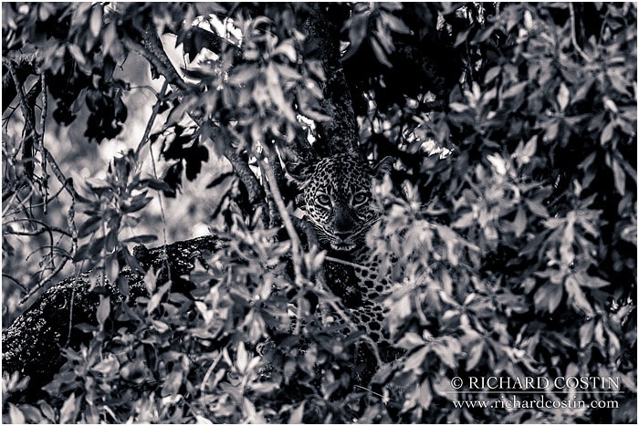RichCostin_AfricaLiveBlog_2014a_07___0022