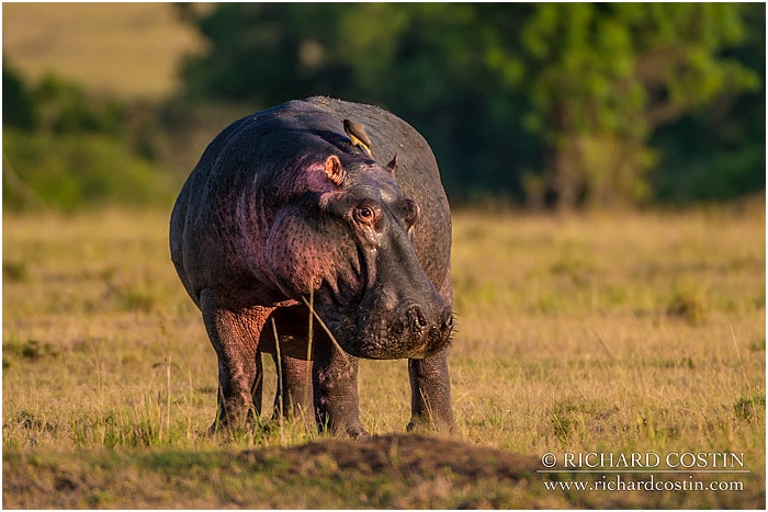 RichCostin_AfricaLiveBlog_2014a_08___0030