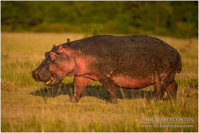 RichCostin_AfricaLiveBlog_2014a_08___0031