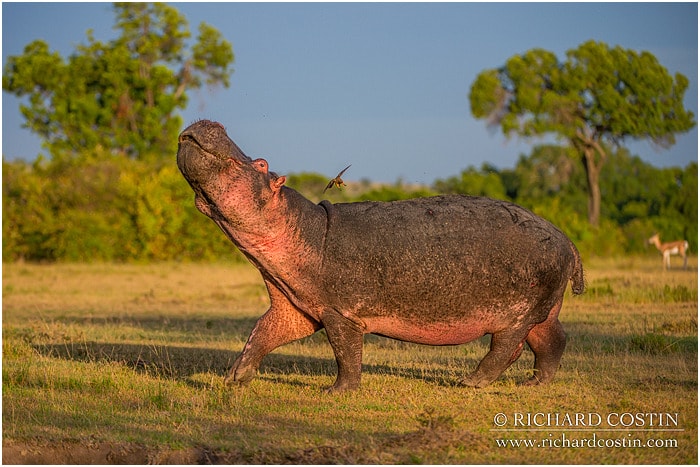 RichCostin_AfricaLiveBlog_2014a_08___0032