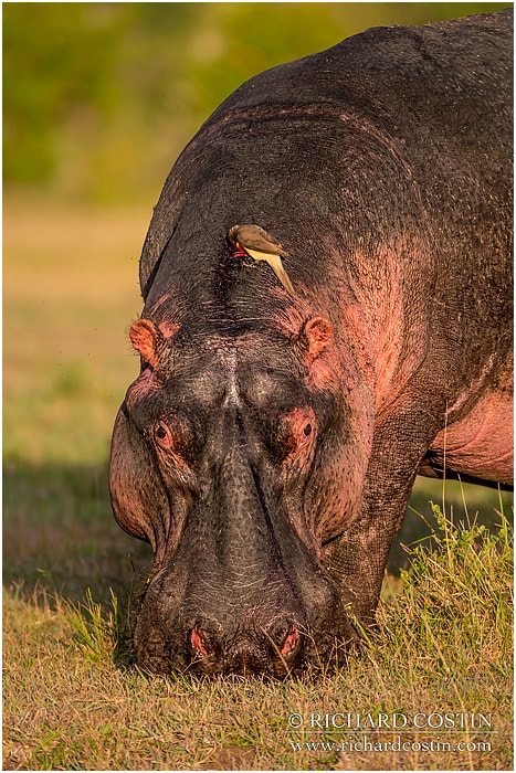 RichCostin_AfricaLiveBlog_2014a_08___0033