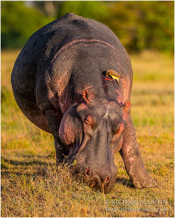 RichCostin_AfricaLiveBlog_2014a_08___0034
