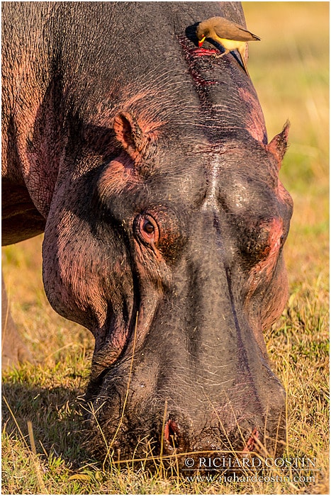 RichCostin_AfricaLiveBlog_2014a_08___0035