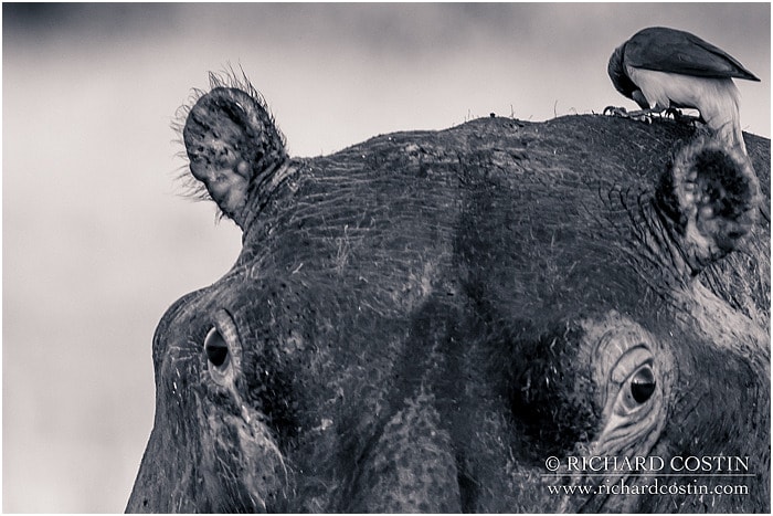 RichCostin_AfricaLiveBlog_2014a_08___0036