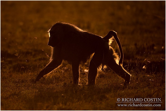 RichCostin_AfricaLiveBlog_2014a_08___0037