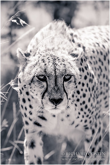 RichCostin_AfricaLiveBlog_2014a_08___0050