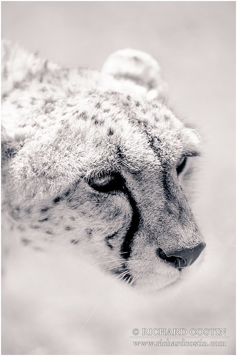 RichCostin_AfricaLiveBlog_2014a_08___0051