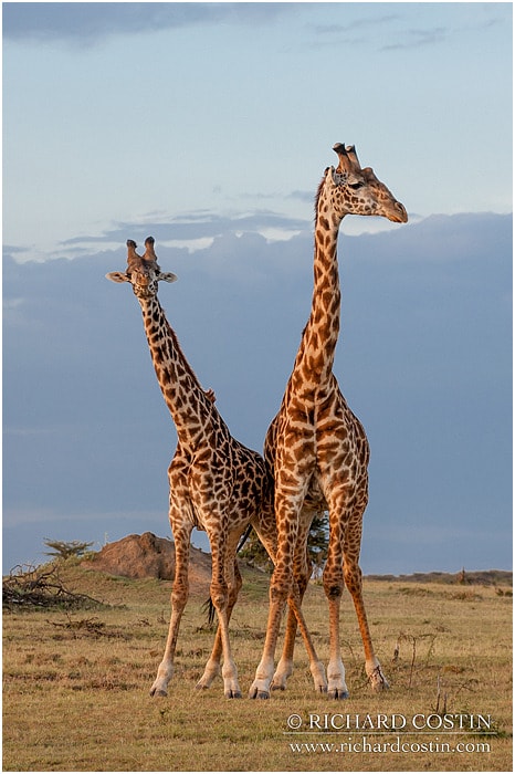 RichCostin_AfricaLiveBlog_2014a_08___0066