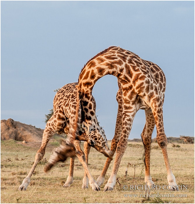 RichCostin_AfricaLiveBlog_2014a_08___0067
