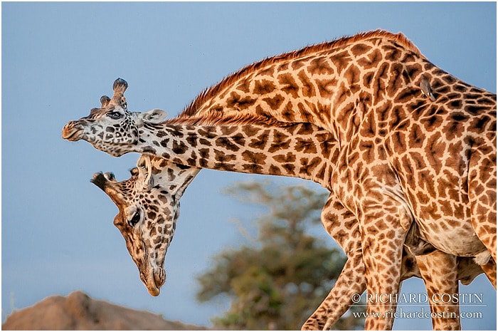 RichCostin_AfricaLiveBlog_2014a_08___0069