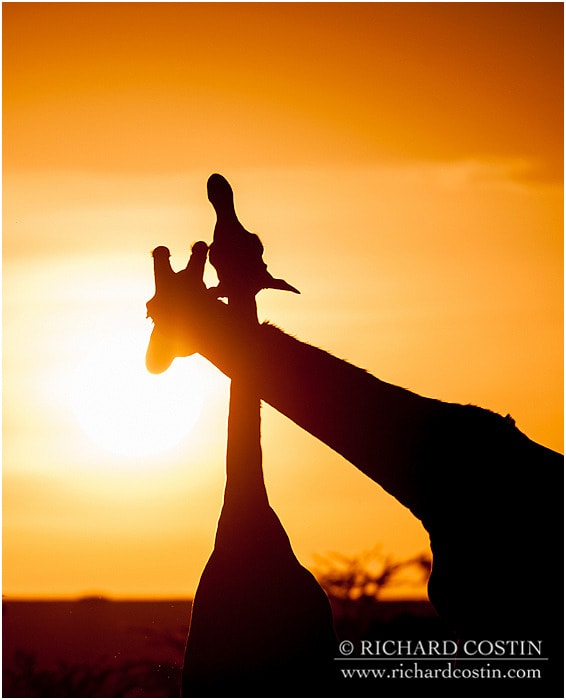 RichCostin_AfricaLiveBlog_2014a_08___0071