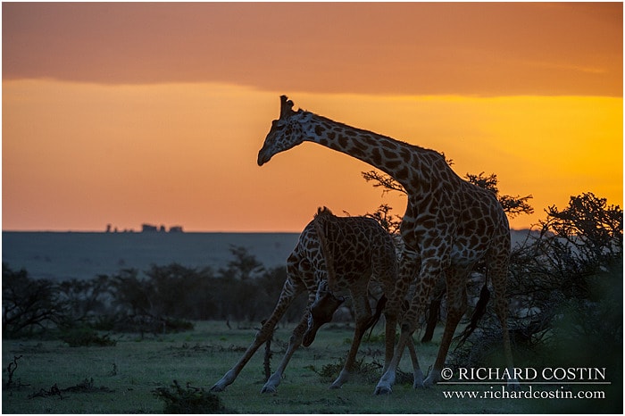 RichCostin_AfricaLiveBlog_2014a_08___0074