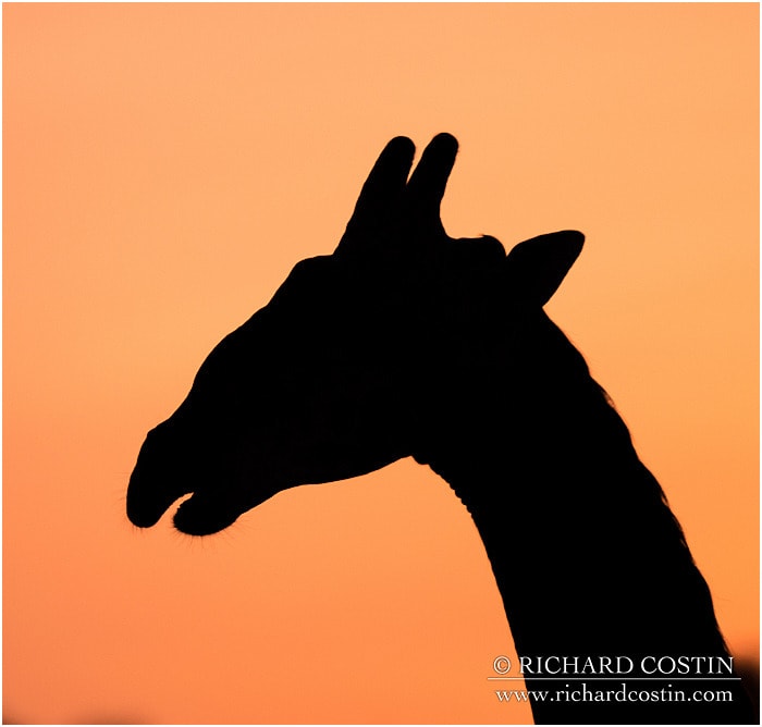 RichCostin_AfricaLiveBlog_2014a_09___0026