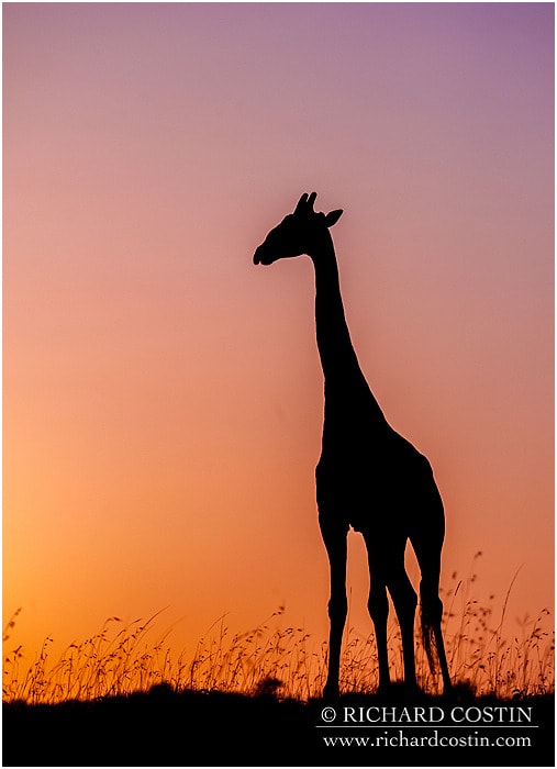 RichCostin_AfricaLiveBlog_2014a_09___0028