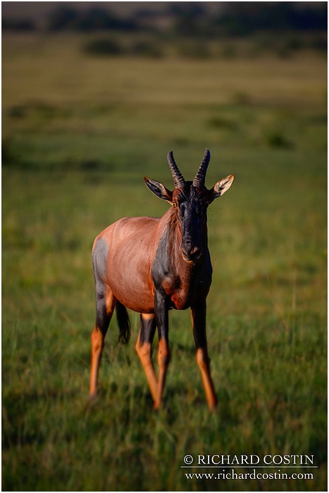 RichCostin_AfricaLiveBlog_2014a_09___0031