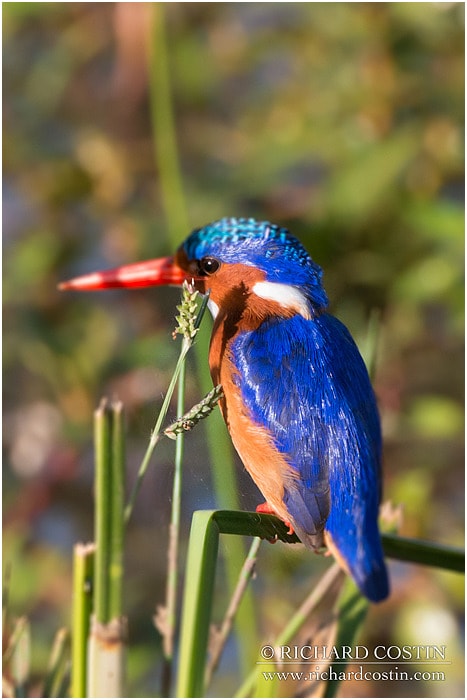 RichCostin_AfricaLiveBlog_2014a_09___0034