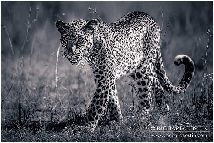 RichCostin_AfricaLiveBlog_2014a_09___0040