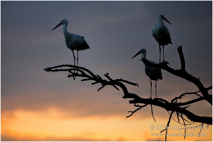 RichCostin_AfricaLiveBlog_2014a_09___0046