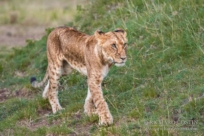 RichCostin_AfricaLiveBlog_2014a_10___0001